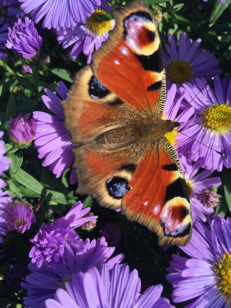 Herfst aster stekjes, Tuin en Terras, Planten | Tuinplanten, Vaste plant, Halfschaduw, Herfst, Ophalen