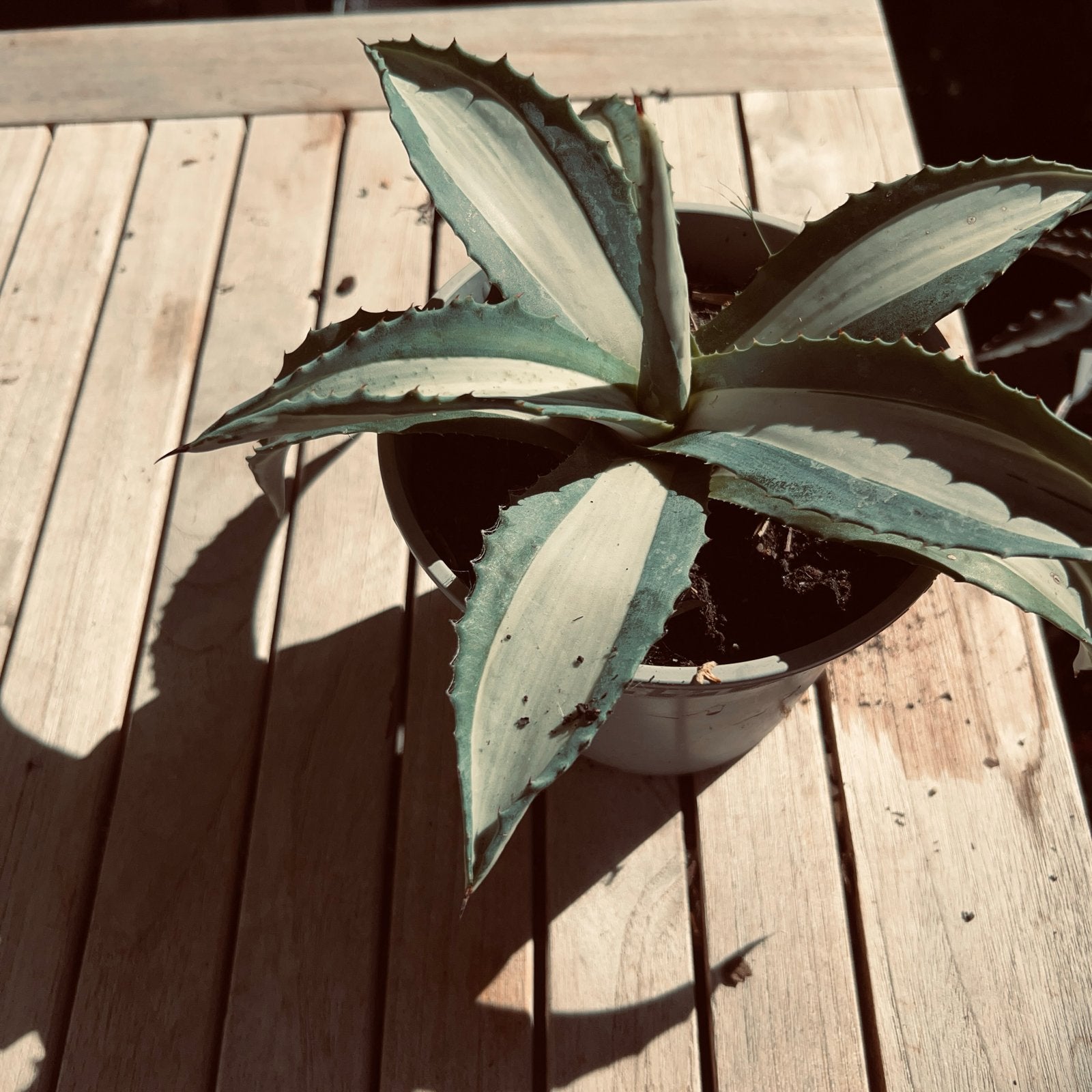 Agave americana 'Mediopicta Alba' - Prachtige Agave, Tuin en Terras, Volle zon, Vaste plant, Bloeit niet, Ophalen