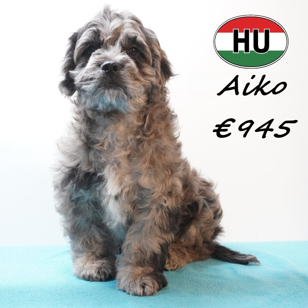 Frenchiepoo, pups te koop, 15 weken tot 1 jaar, Handelaar, Buitenland, Parvo