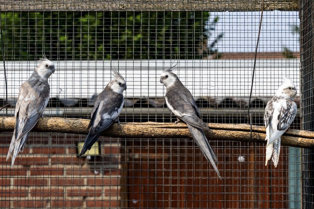 Valkparkieten, Dieren en Toebehoren, Vogels | Parkieten en Papegaaien, Meerdere dieren, Parkiet, Geringd