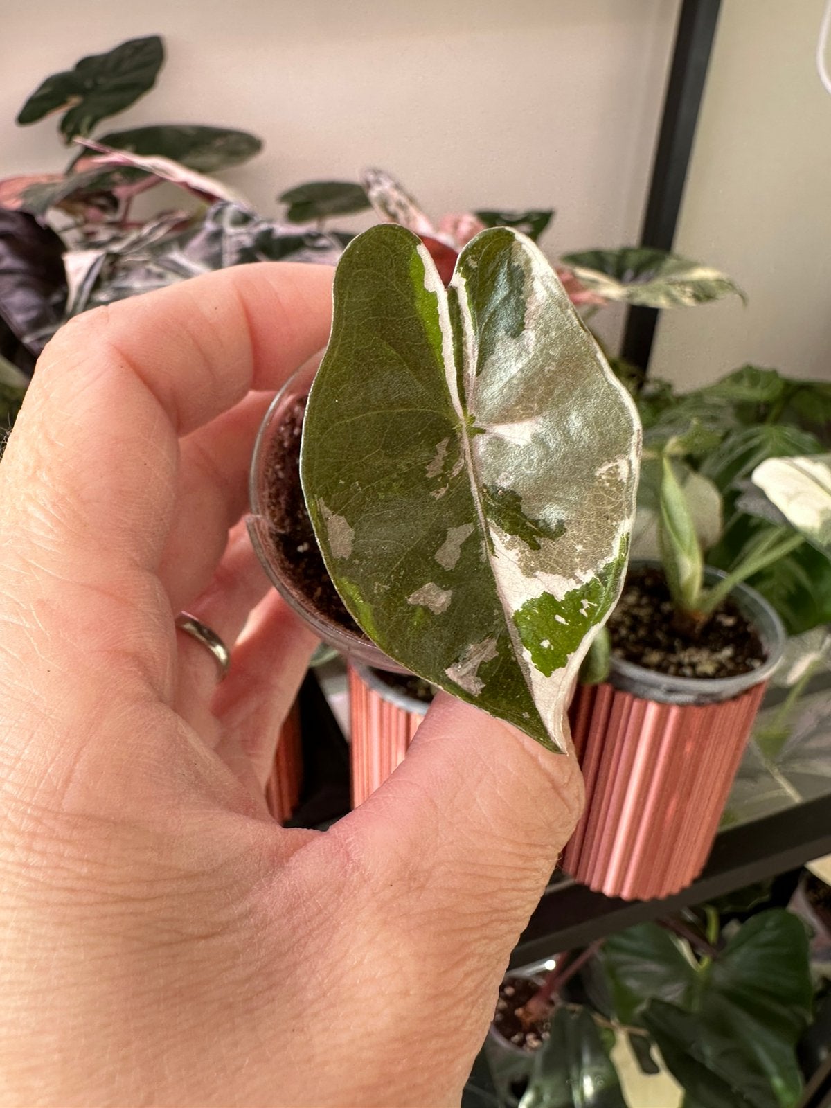 Alocasia sanderiana pink variegata nr.4, Ophalen of Verzenden, Halfschaduw, Minder dan 100 cm