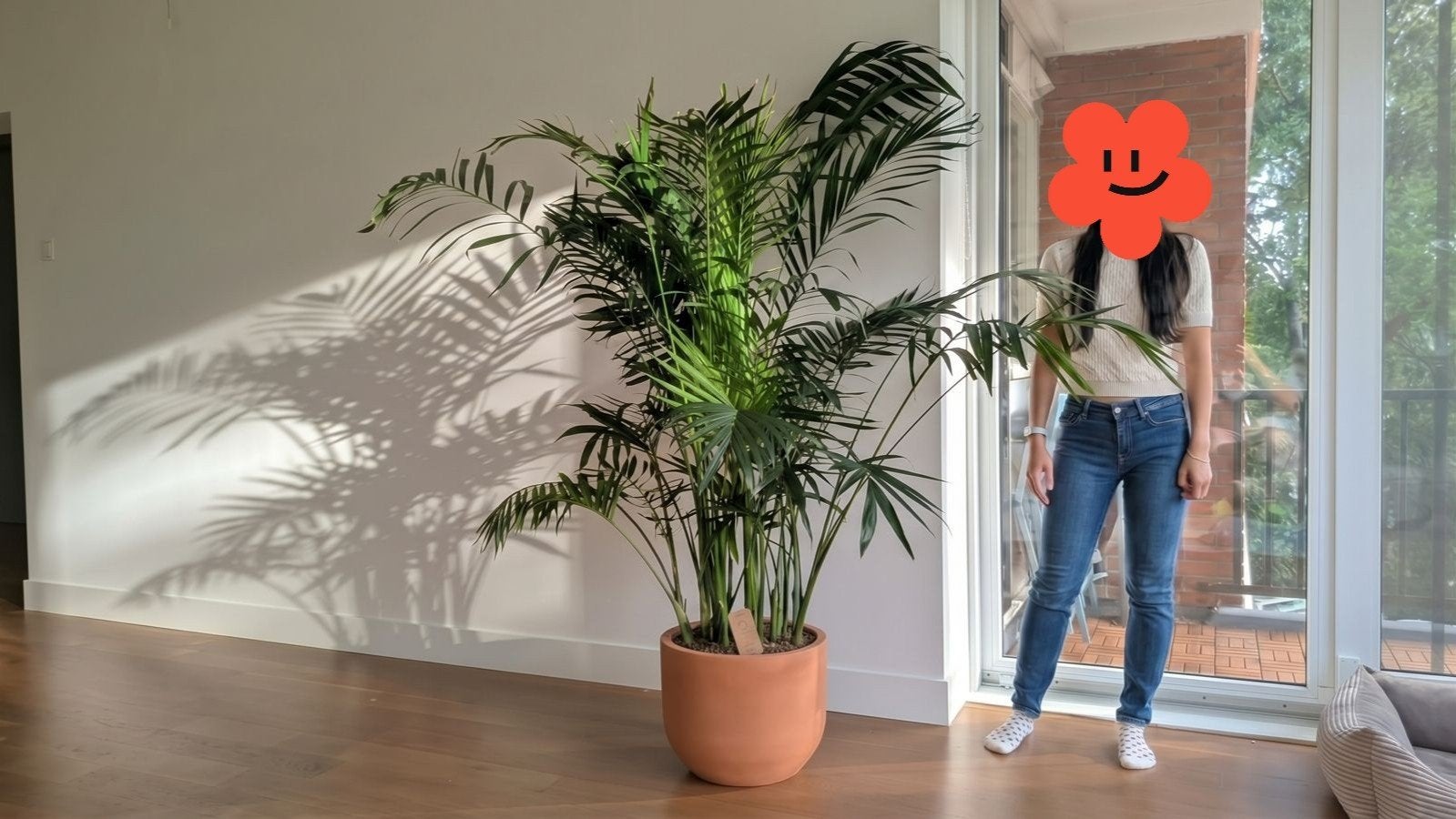 Stella Palm - 175cm hoge, onderhoudsvriendelijke kamerplant, Vaste plant, Bloeit niet, Halfschaduw, Ophalen