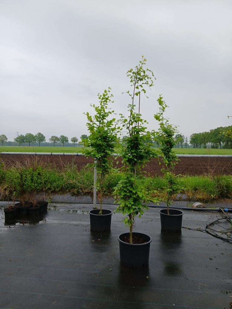 Prachtige Zuilbeuken - Ideaal voor elke tuin!, Tuin en Terras, Planten | Tuinplanten, Volle zon, Vaste plant, Bloeit niet, Ophalen