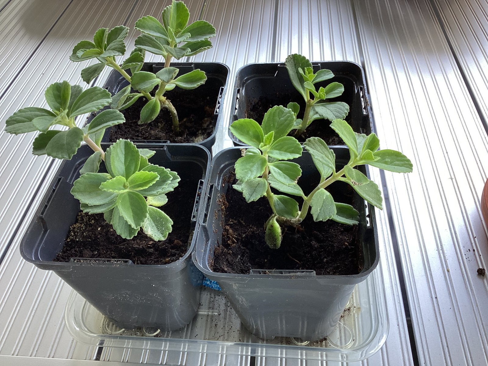 Stekken van de coleus caninus ( kattenschrik etc), Vaste plant, Halfschaduw, Zomer, Ophalen