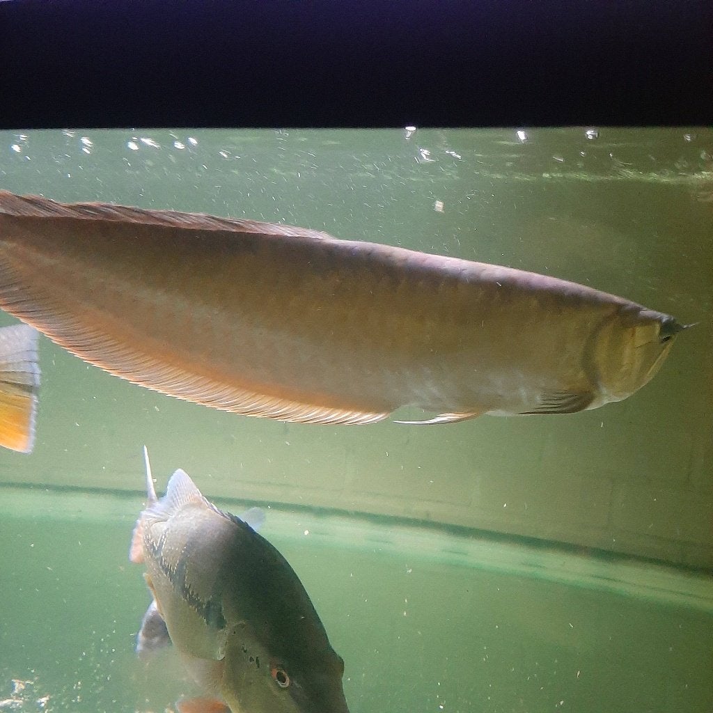 Zilver Arowana te koop, Vis, Zoetwatervis