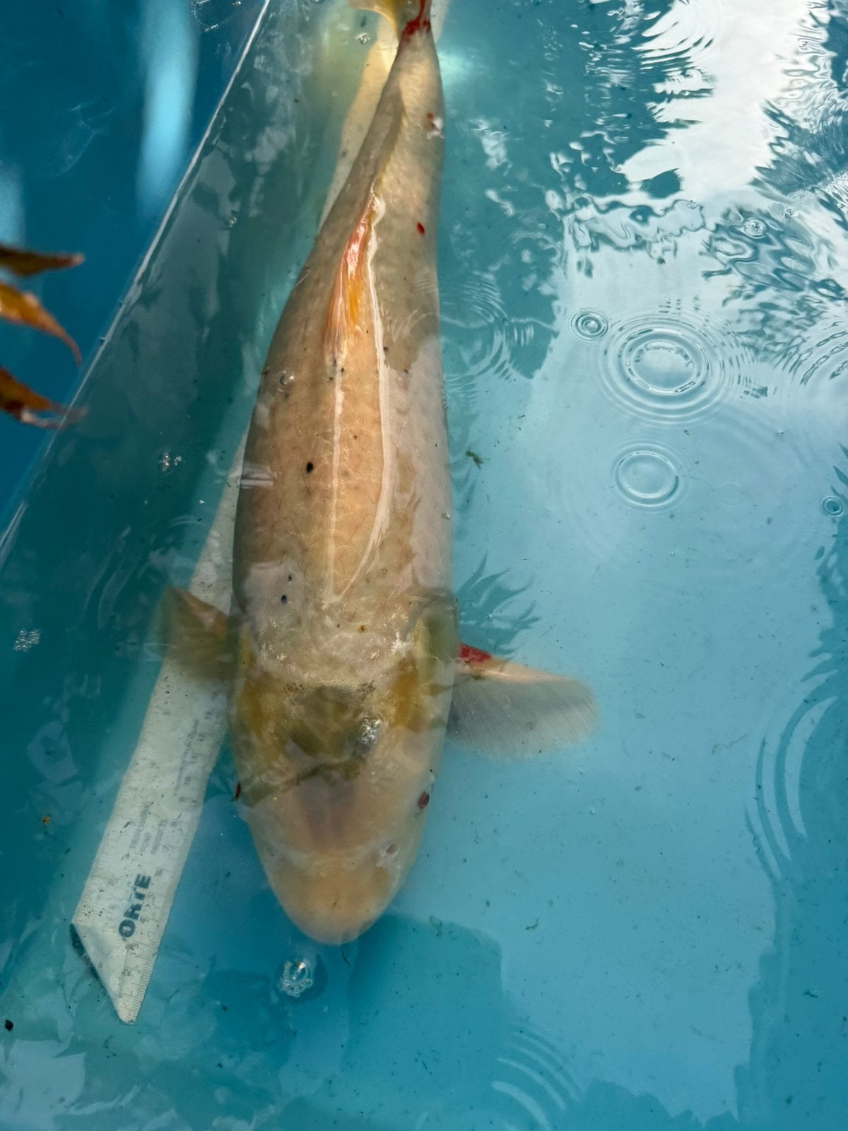 Witte koi, Karper of Koi