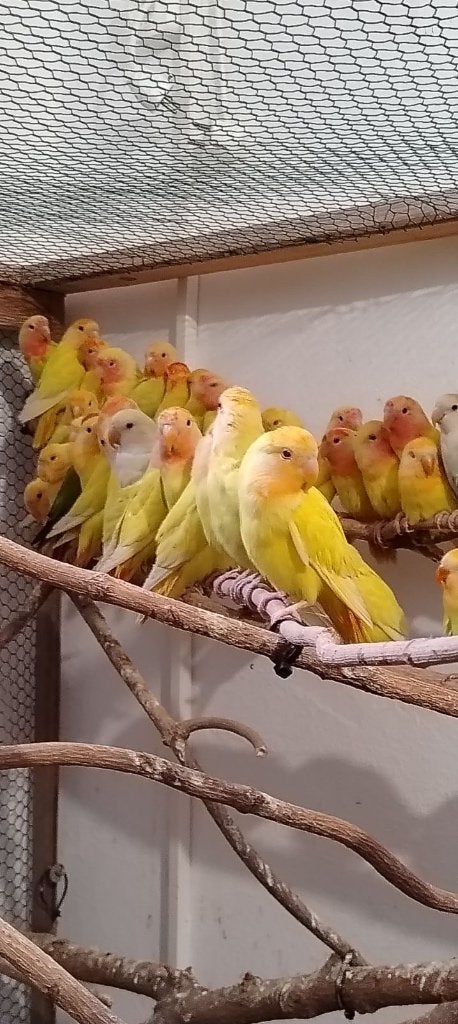 Perzikkopagapornis, Meerdere dieren, Papegaai