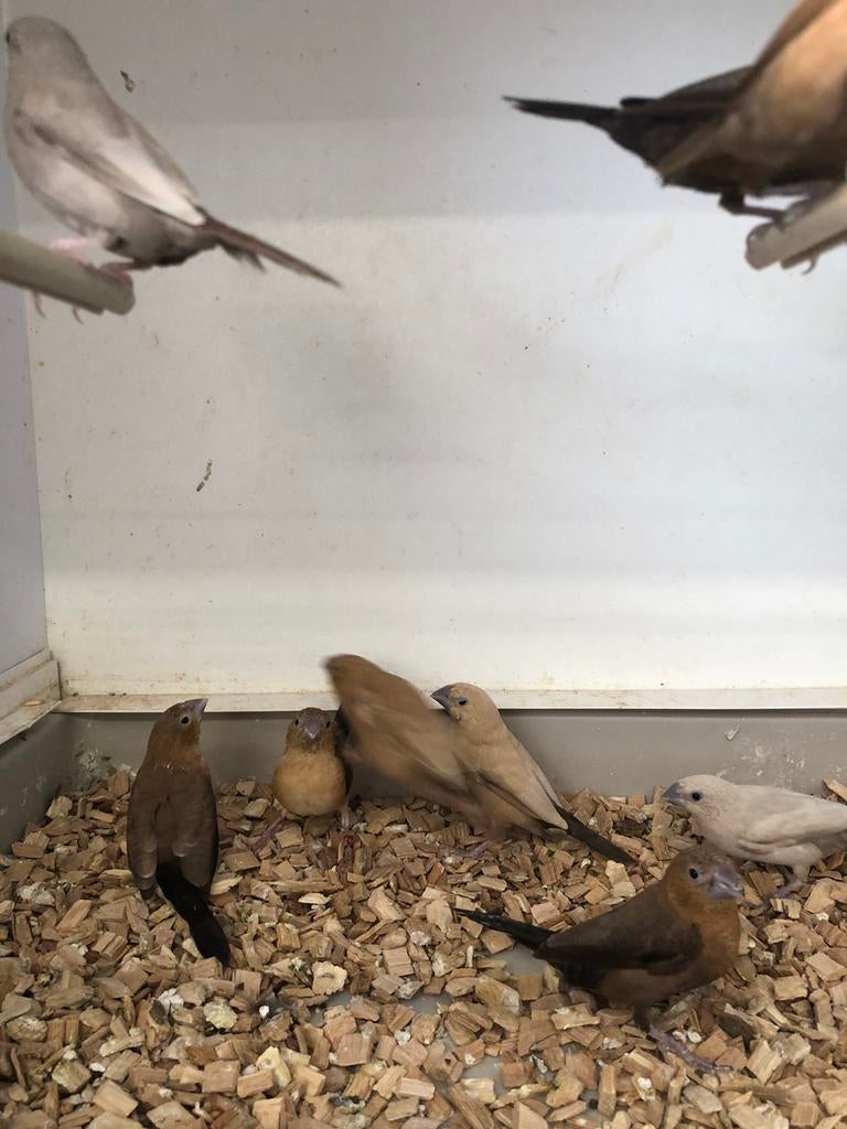 Div zilverbekjes, Dieren en Toebehoren, Meerdere dieren