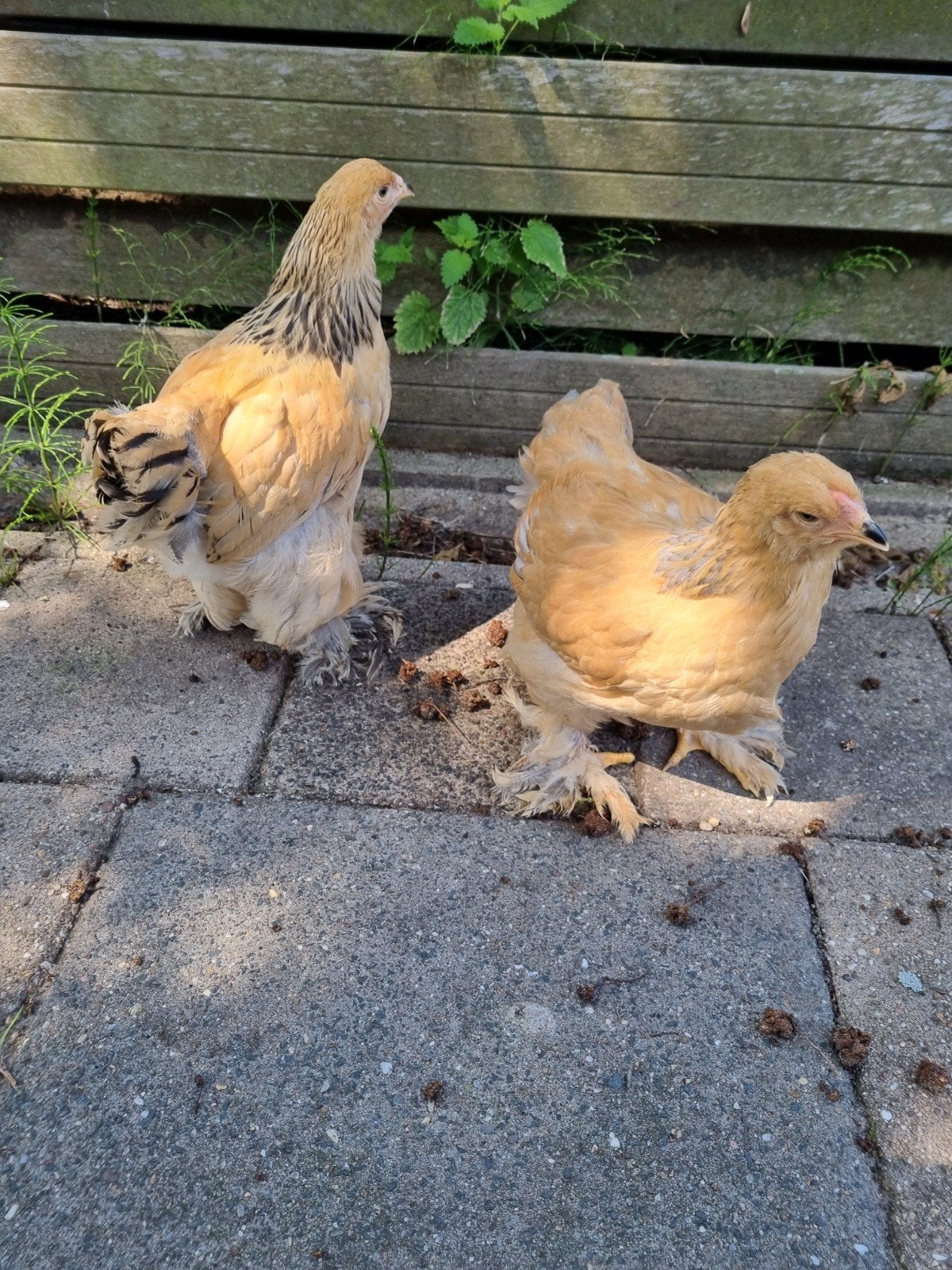Brahma hen kuikens, Dieren en Toebehoren, Pluimvee, Geslacht onbekend, Kip