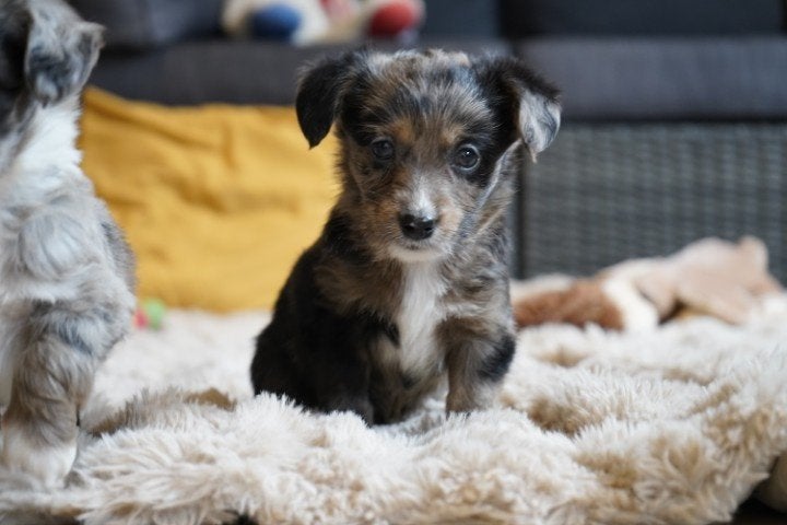 Stoere kruising welsh corgi - tibetaanse terrier pups., Nederland, Parvo, Overige rassen, 8 tot 15 weken