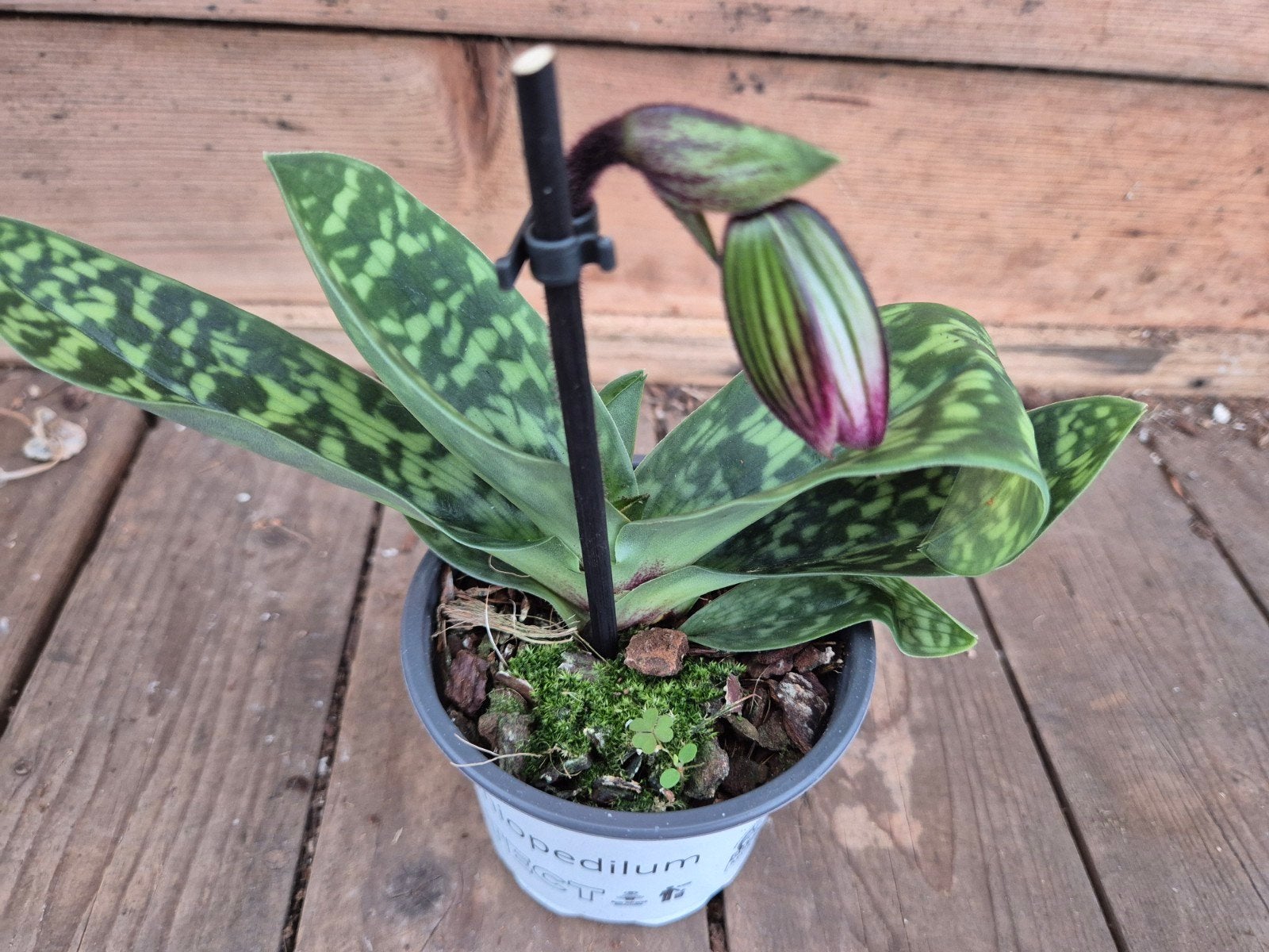 Orchidee Paphiopedilum p9 (i), Ophalen of Verzenden, Halfschaduw, Minder dan 100 cm