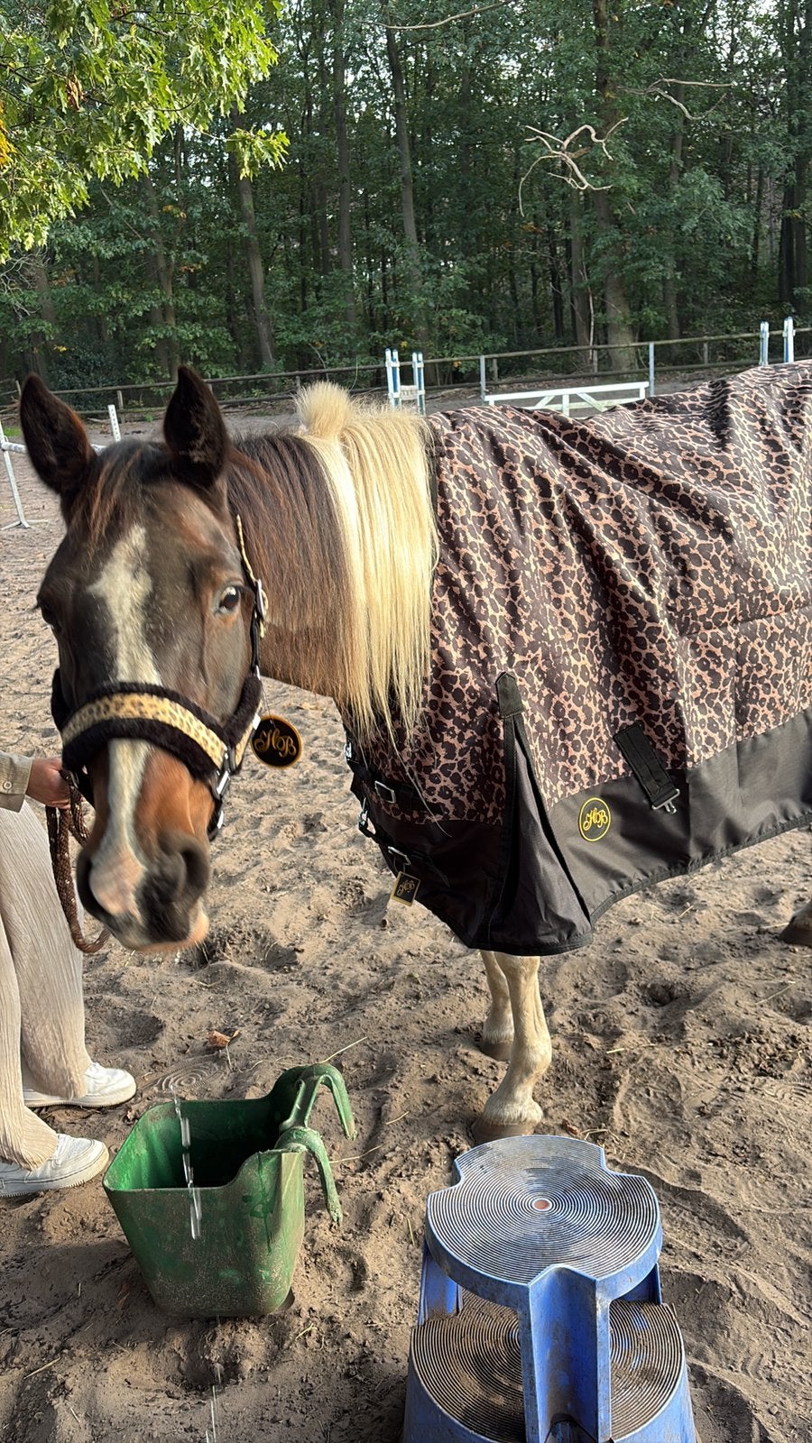 Verzorgpony en paard aangeboden., Dieren en Toebehoren, Ophalen