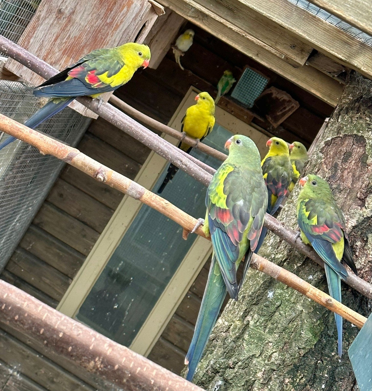 Gezocht veel soorten vogels, Meerdere dieren, Parkiet