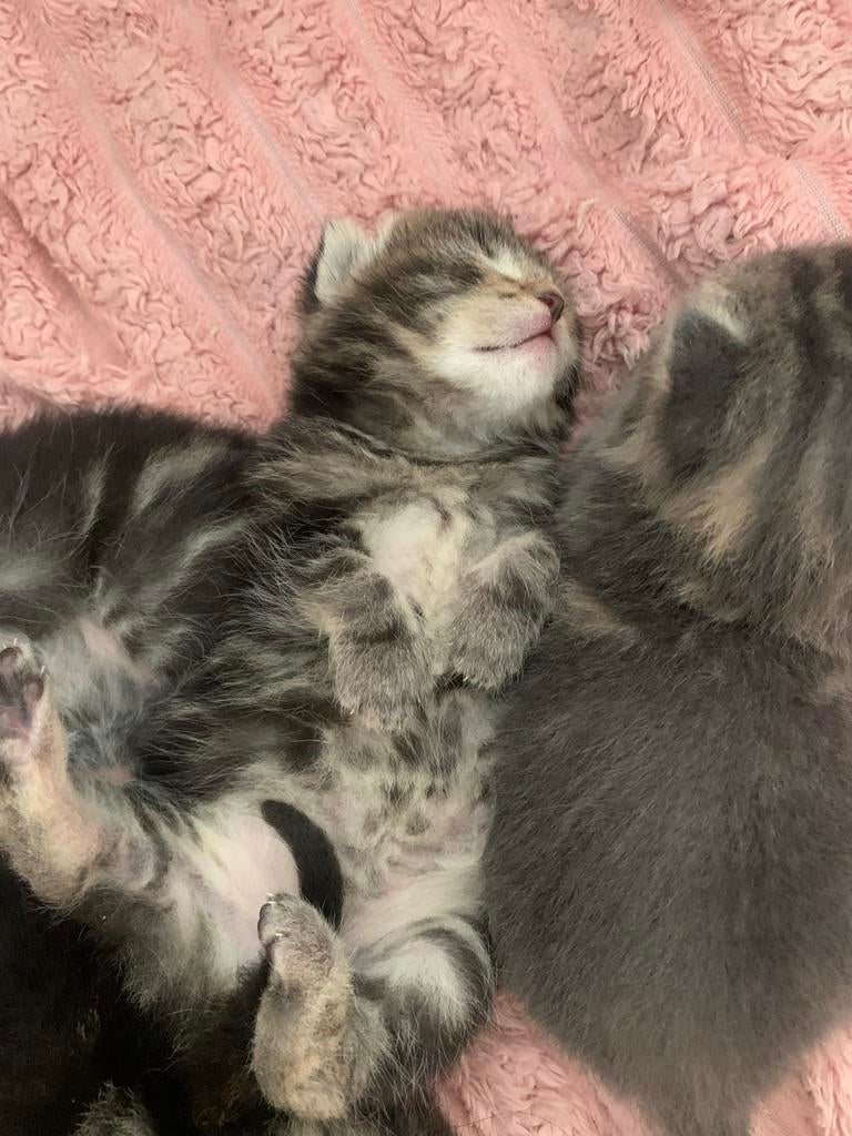 KITTENS, Meerdere dieren