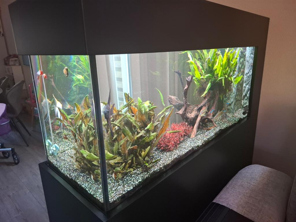 Doorkijk aquarium juwel rio 240, Dieren en Toebehoren, Ophalen, Inclusief vissen, Gevuld zoetwateraquarium, Juwel