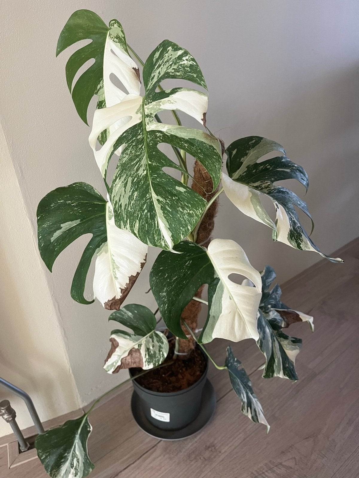 Monstera Variegata op Mosstok - Prachtige Kamerplant, Vaste plant, Bloeit niet, Halfschaduw, Ophalen