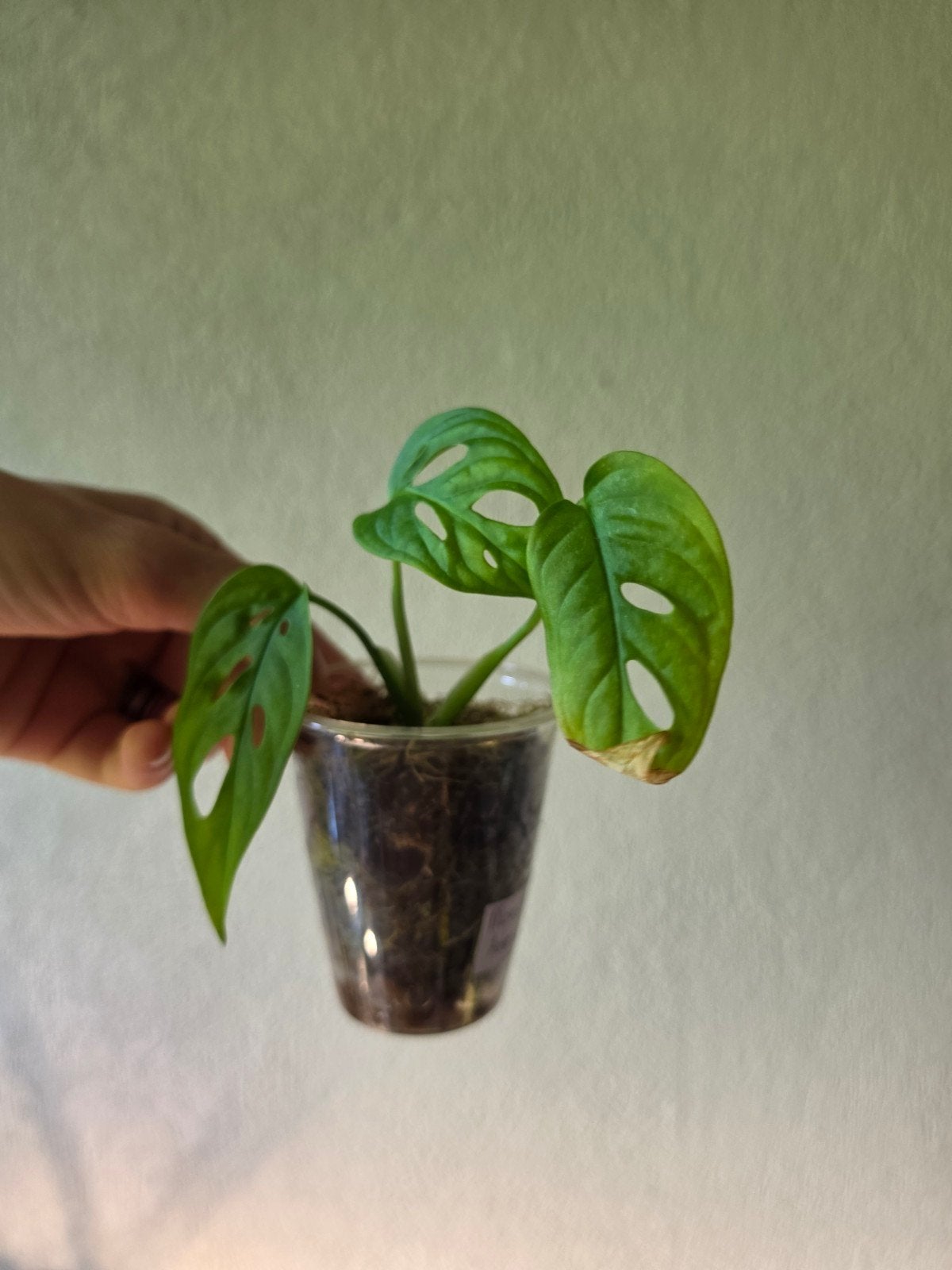 Monstera Adansonii, Huis en Inrichting, Kamerplanten, Ophalen of Verzenden, Halfschaduw, Minder dan 100 cm