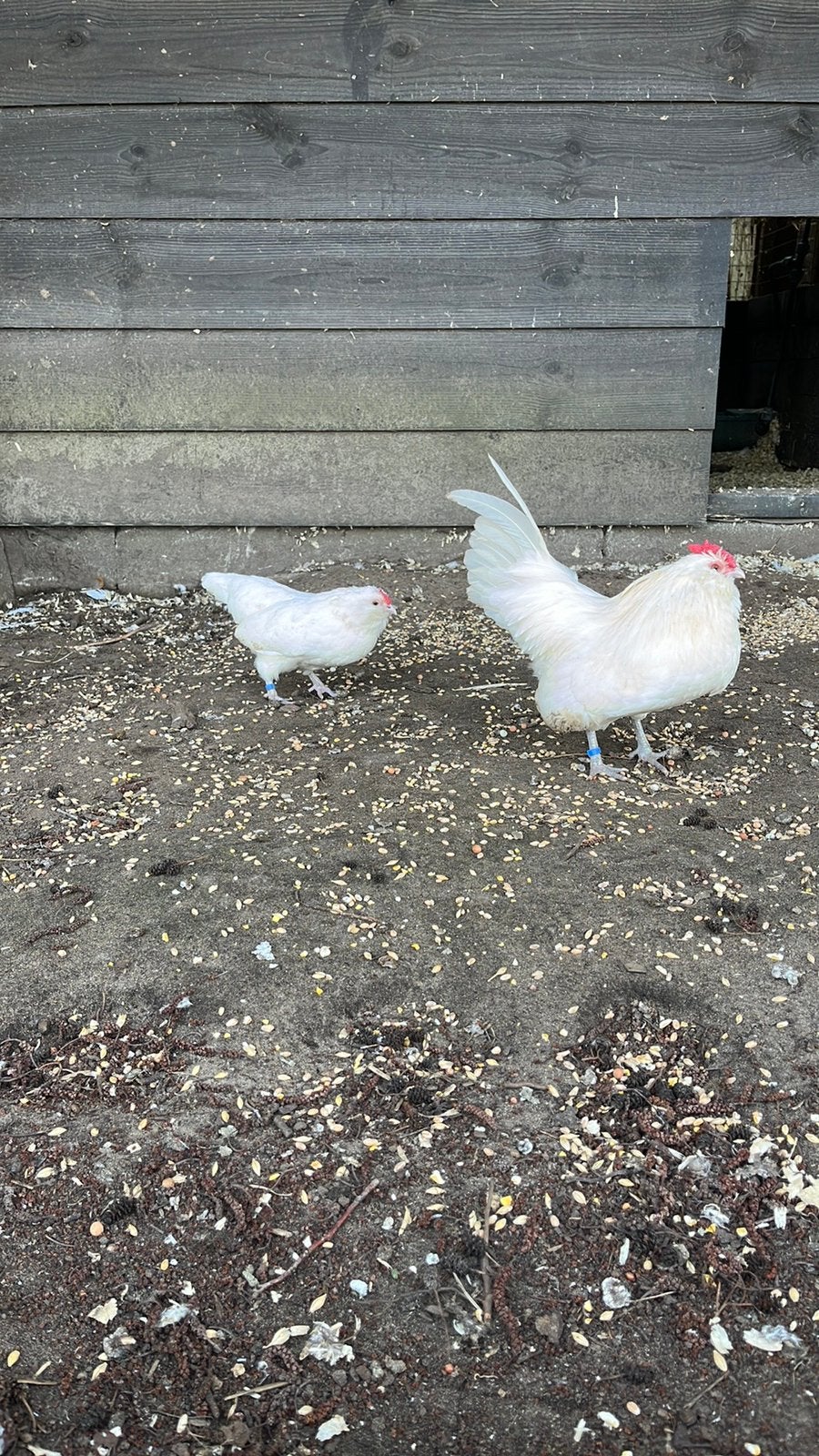 Koppel antwerpse baardkrielen, Meerdere dieren, Kip