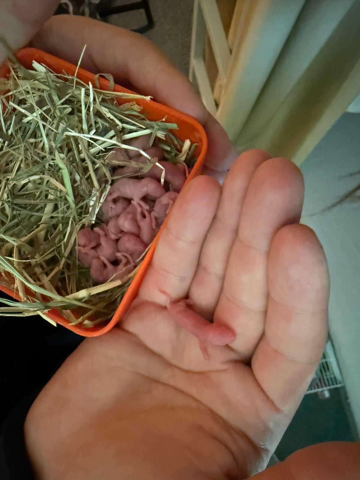 muizen voeren, Dieren en Toebehoren, Knaagdieren, Juni, Muis, Geslacht onbekend, Tam