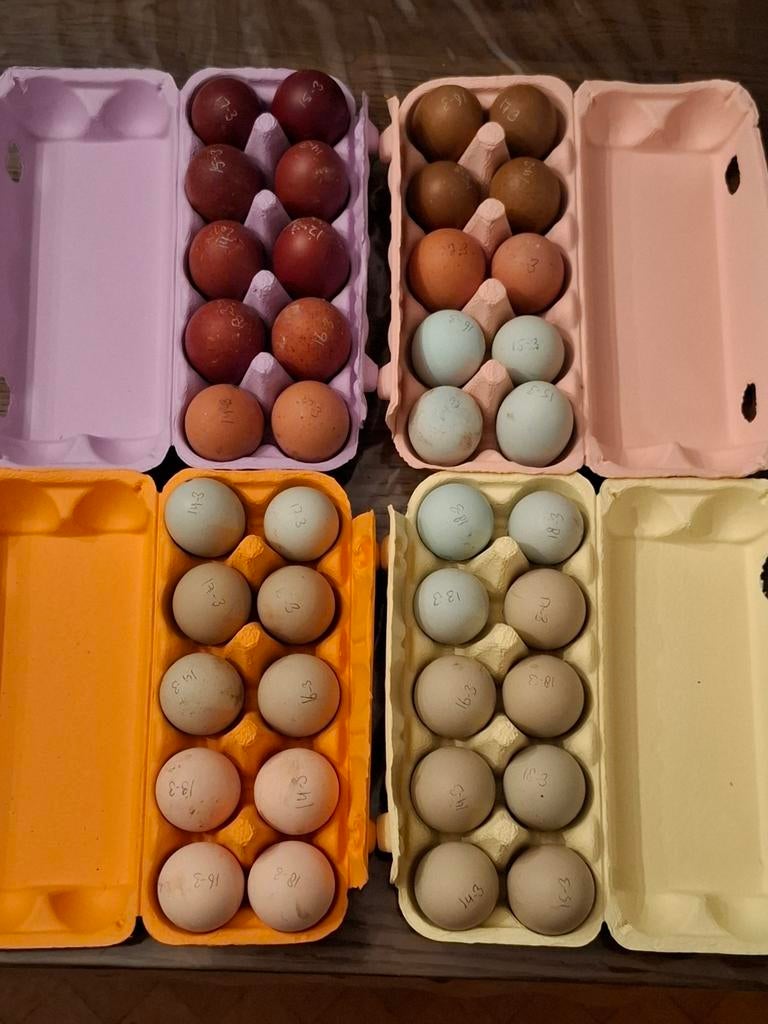 Broedeieren easter eggers, Dieren en Toebehoren, Pluimvee, Kip, Geslacht onbekend