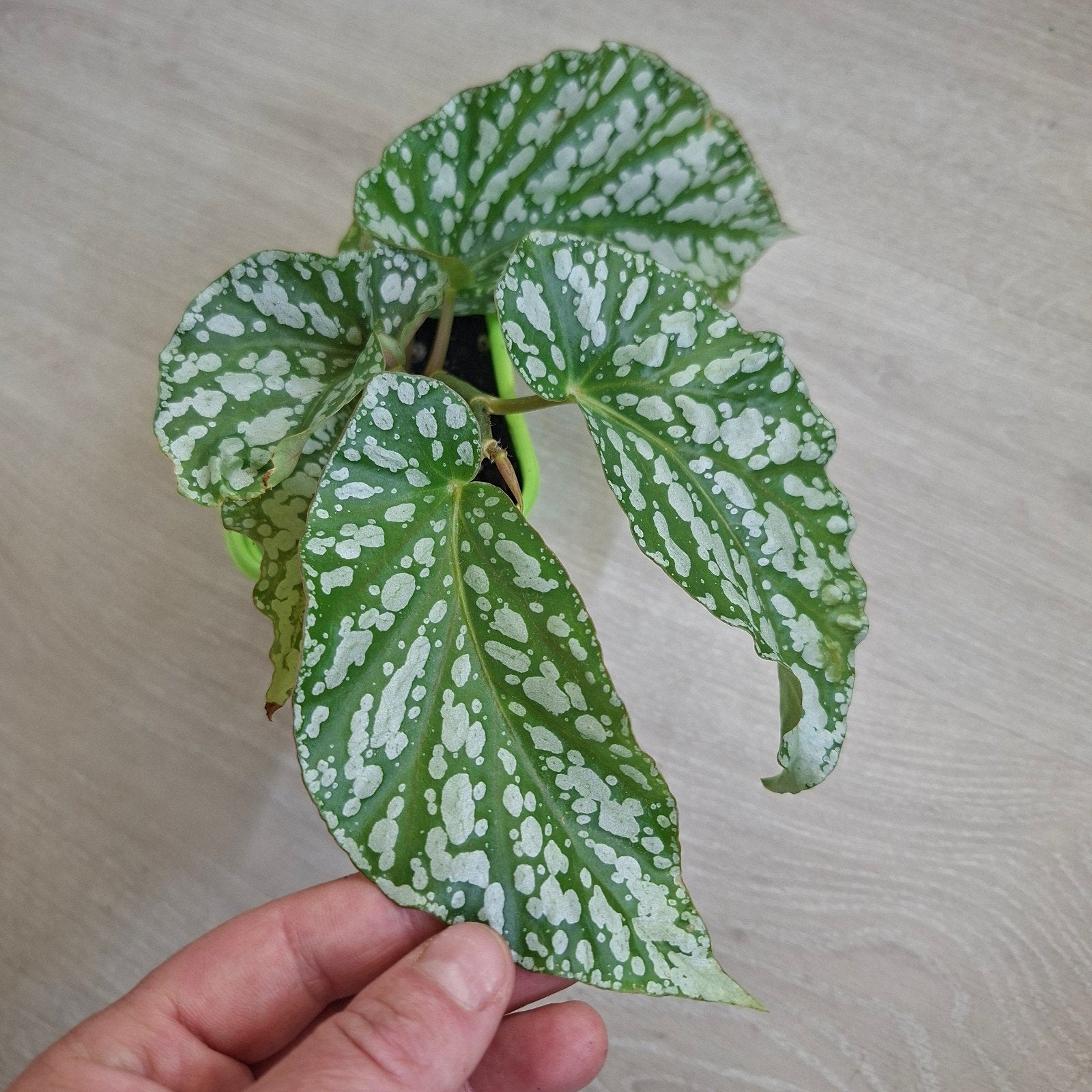 Begonia Avalanche plant, Ophalen of Verzenden, Halfschaduw, Minder dan 100 cm
