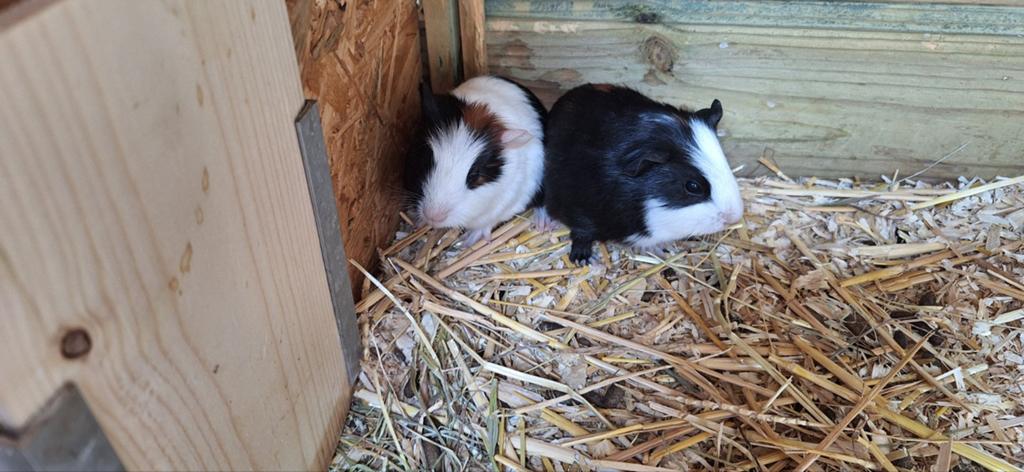 2 cavia beertjes, April, Mannelijk, Cavia