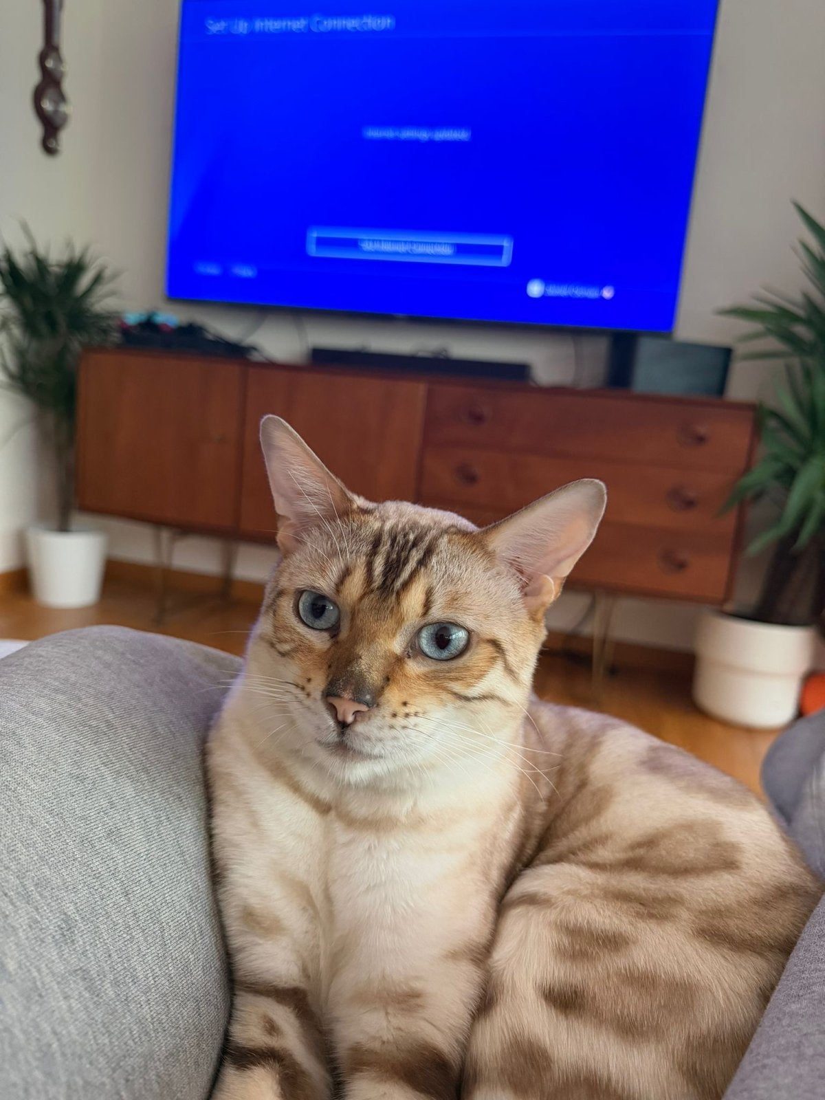 Bengaalse poes snow lynx, Poes