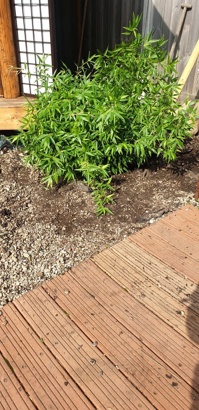 Zwarte bamboe helemaal gratis!, Tuin en Terras, Ophalen, Bamboe, Struik, 100 tot 250 cm
