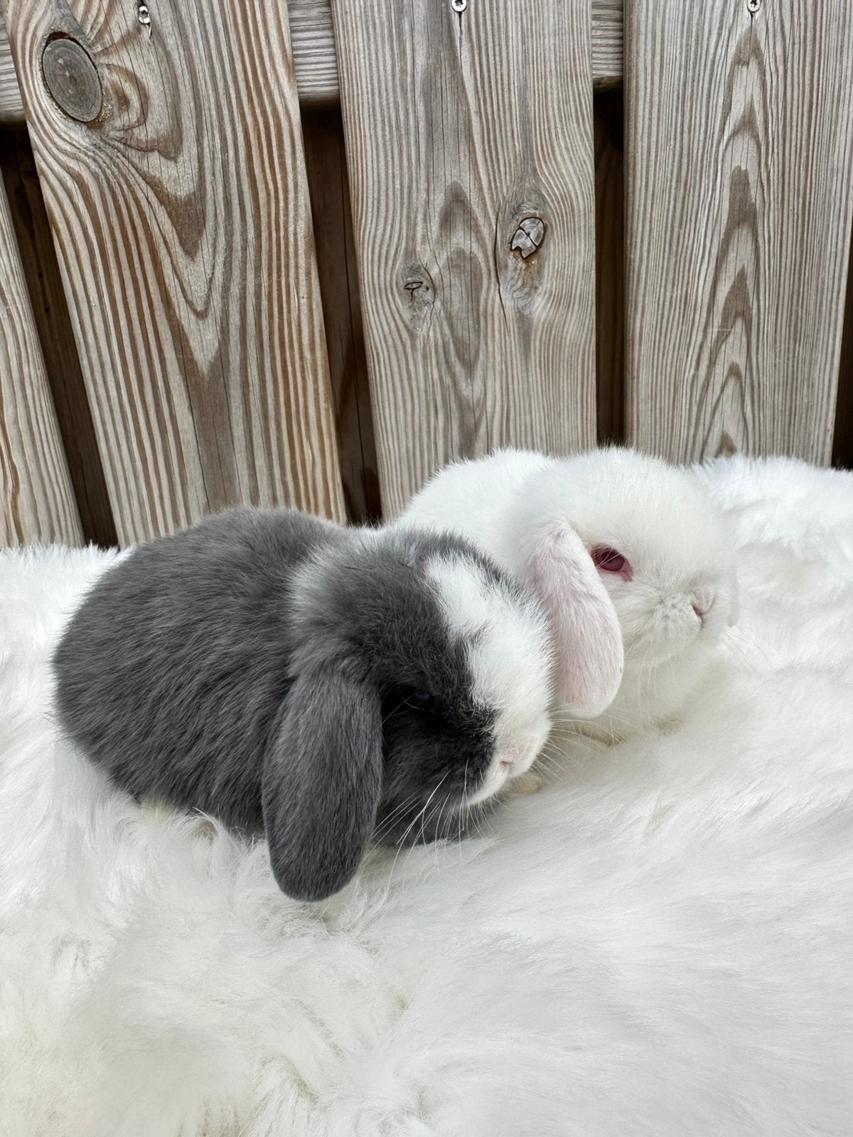 Mooi koppeltje Minilops hangoor konijntjes., Dieren en Toebehoren, Konijnen, Meerdere dieren, Dwerg, Hangoor
