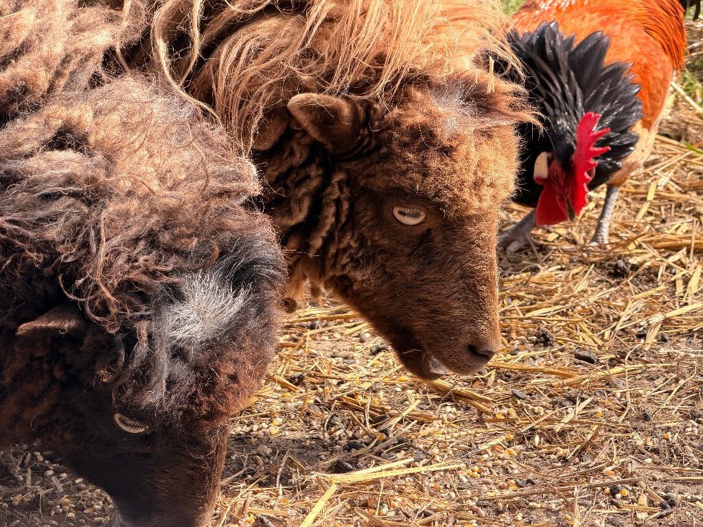 Ouessant schapen, Dieren en Toebehoren, Meerdere dieren, Schaap, 3 tot 5 jaar