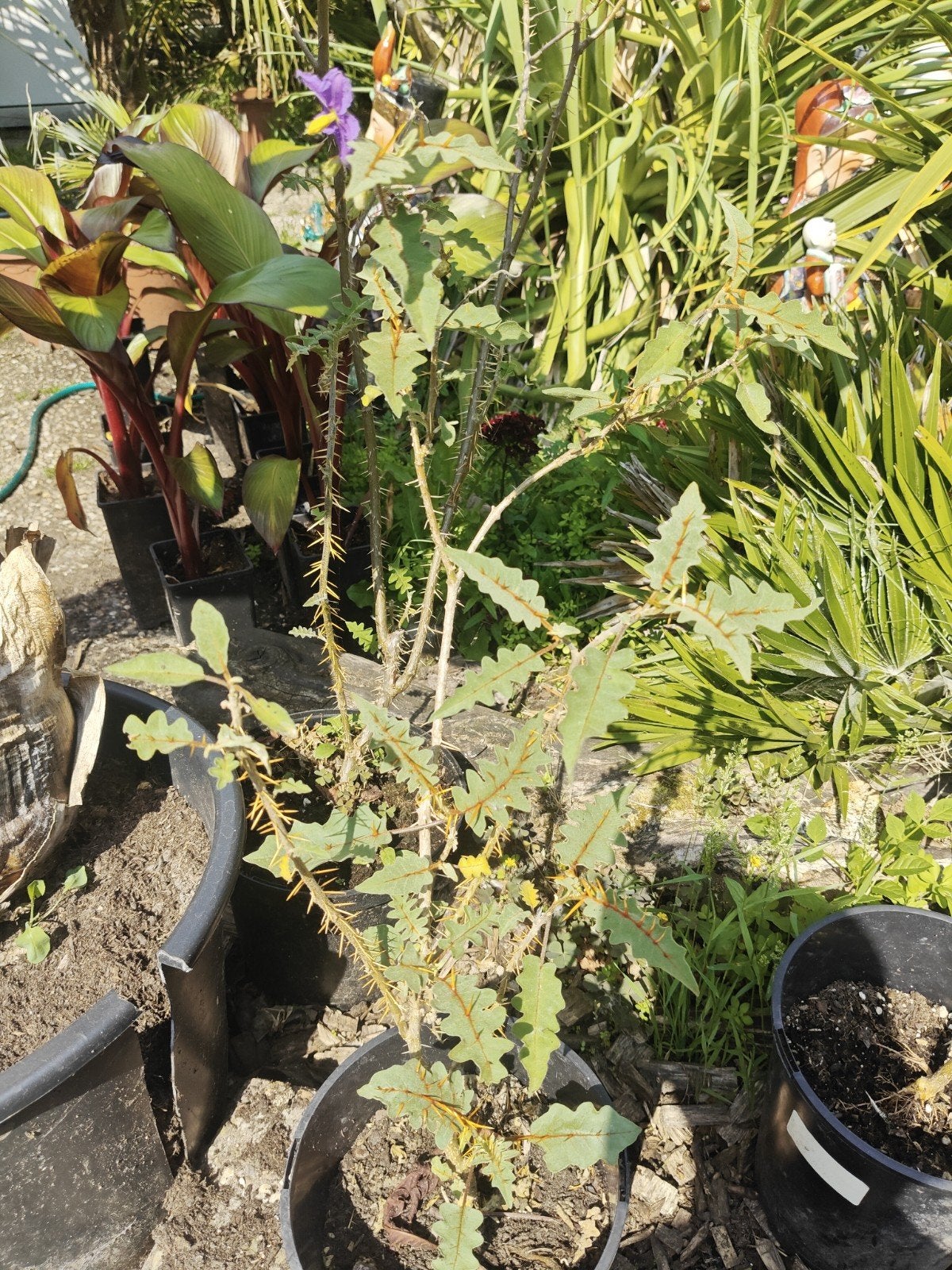 Solanum pyracanthos, Volle zon, Vaste plant, Ophalen of Verzenden, Kruiden