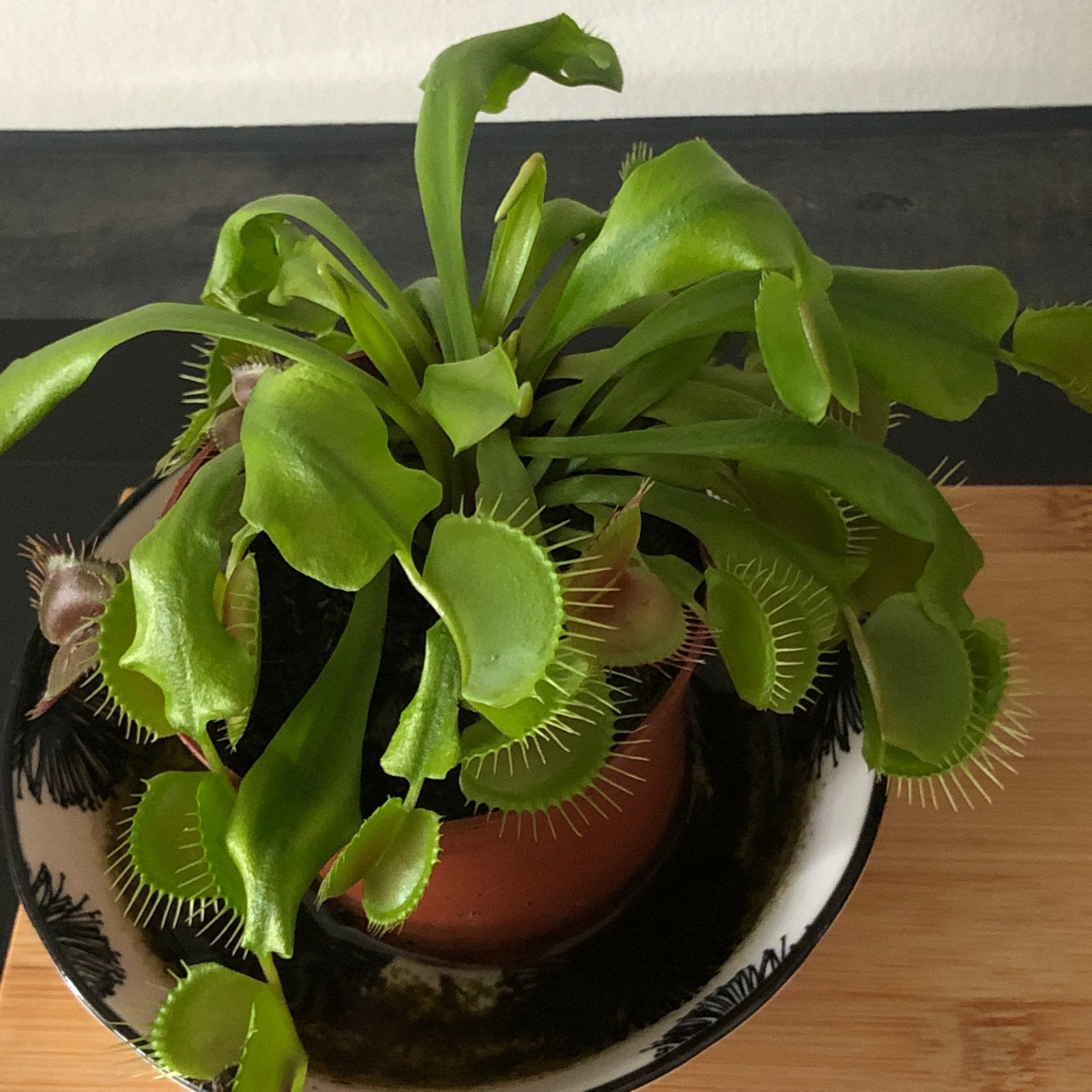 Vleesetende plant - Venusvliegenvanger (Dionaea muscipula), Tuin en Terras, Volle zon, Vaste plant, Zomer, Ophalen