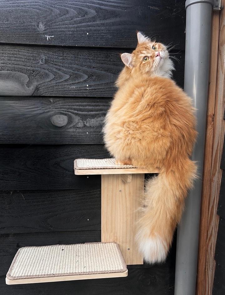 Kattenplank NIEUW in de doos, Dieren en Toebehoren, Katten-accessoires, Nieuw, Verzenden