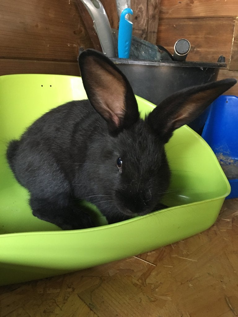 Tam Lotharinger konijntje, Dieren en Toebehoren, Konijnen, Geslacht onbekend, Middelgroot, 0 tot 2 jaar