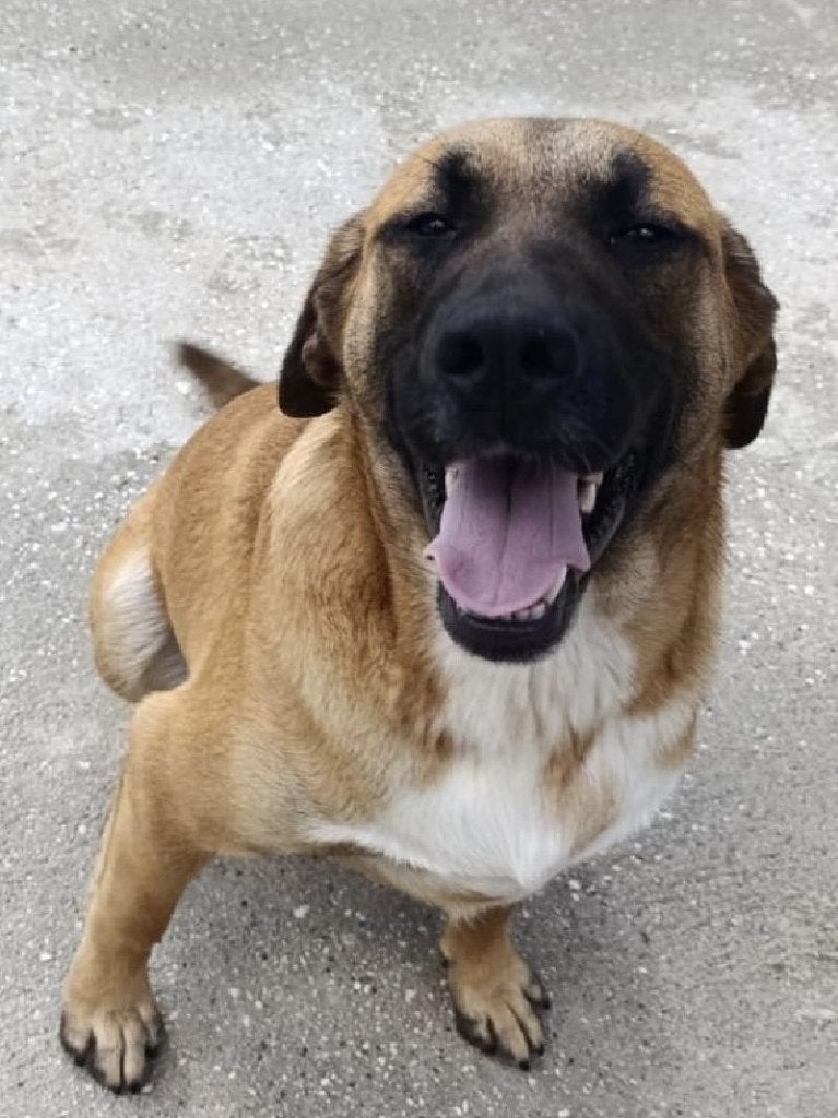 ACE: Donald is een knappe, vriendelijke jongen, Particulier, Reu, 1 tot 2 jaar, Buitenland