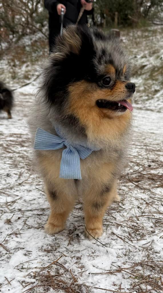 Pomeriaan dek reu( niet te koop ), 1 tot 2 jaar, Parvo, Eén hond, Nederland