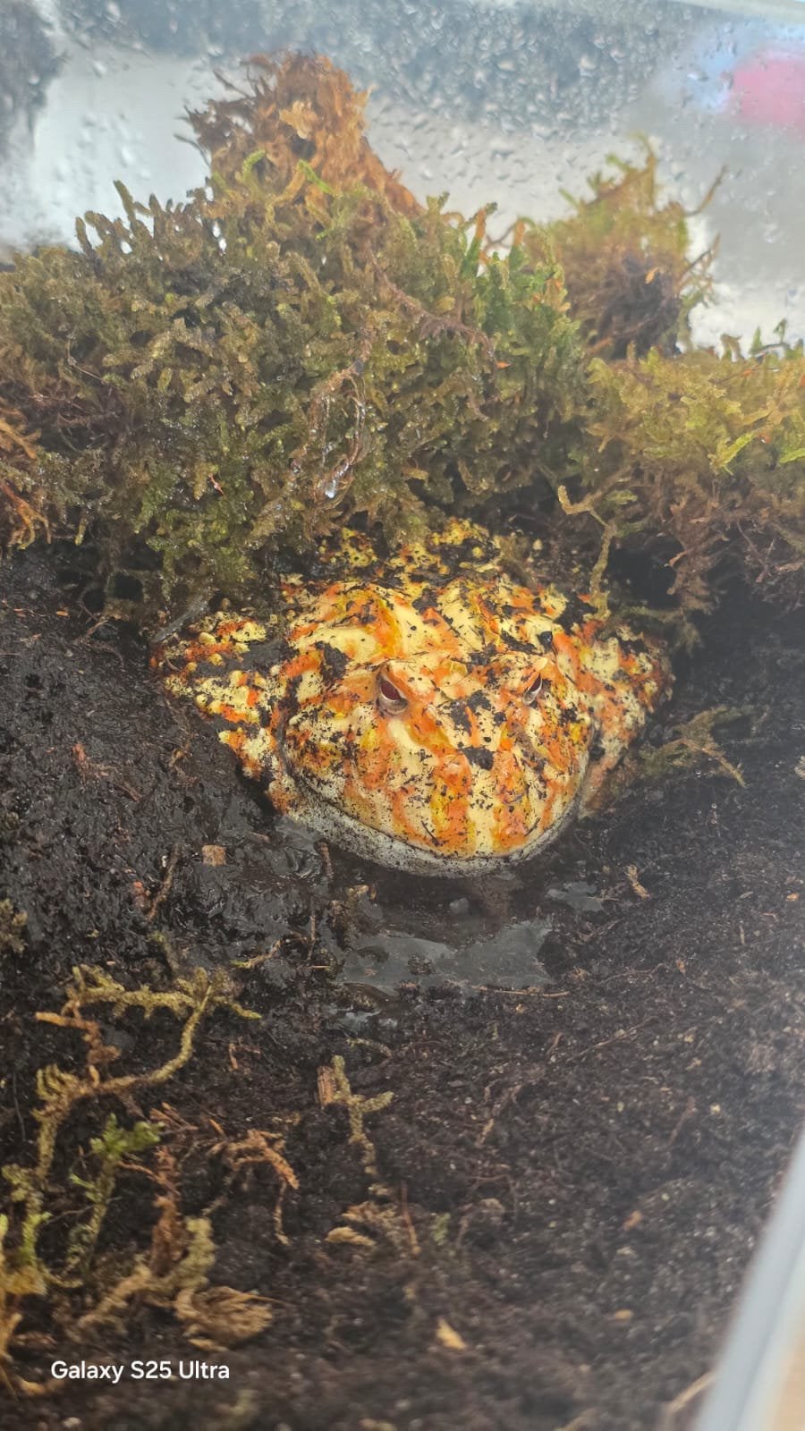 Pacman Albino, Dieren en Toebehoren, Reptielen en Amfibieën, Amfibie, Met terrarium, 0 tot 2 jaar