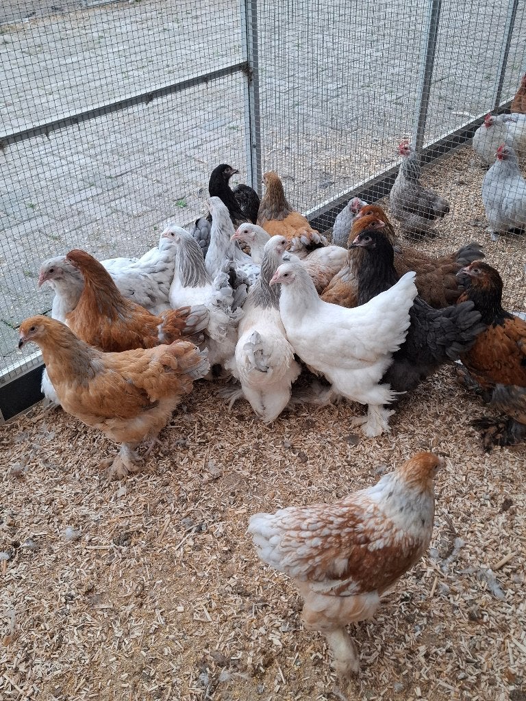 Brahma groot diverse kleuren, Vrouwelijk, Kip