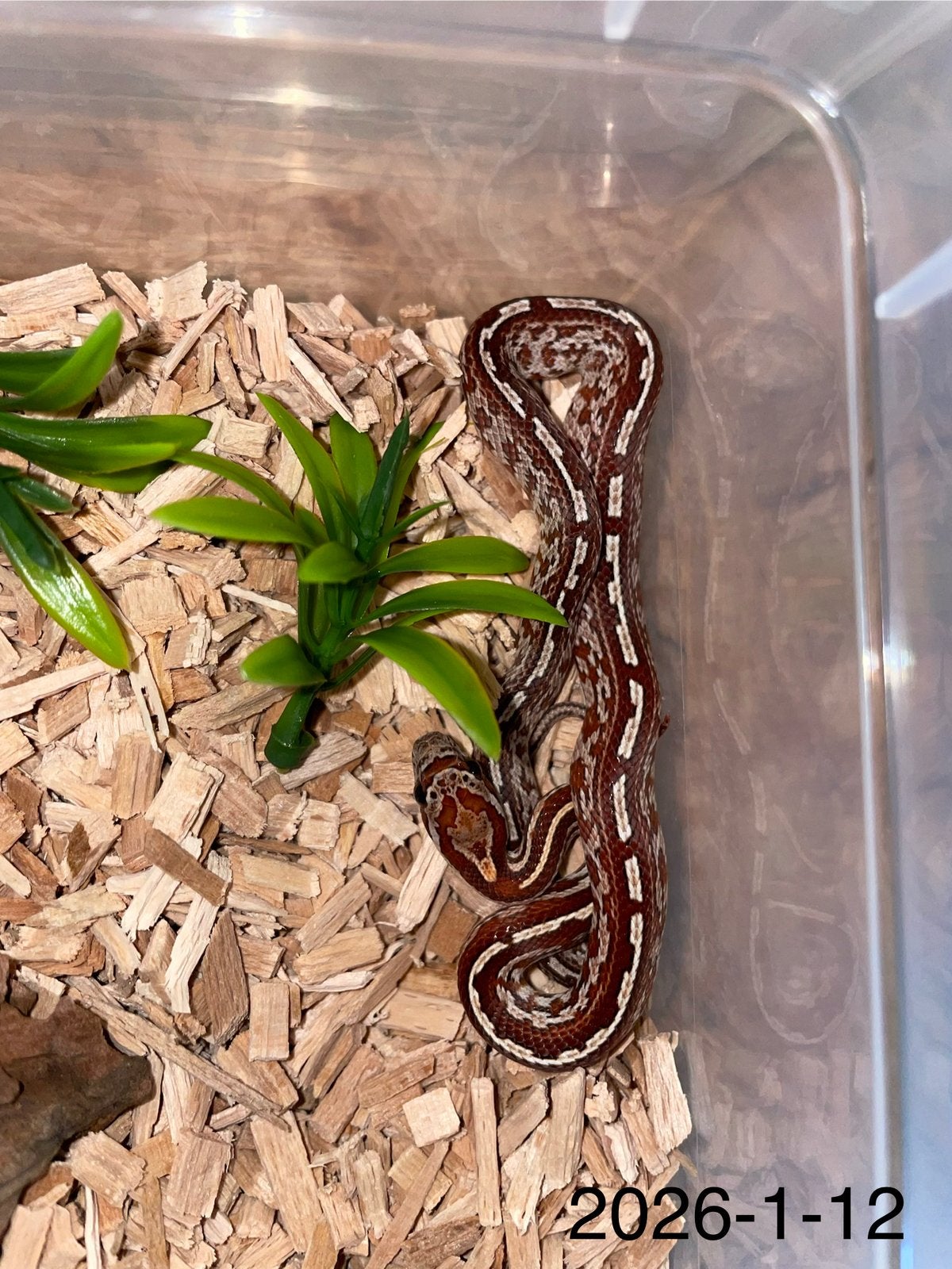 Jonge Rattenslangen div morphs Rat Snake photo 12