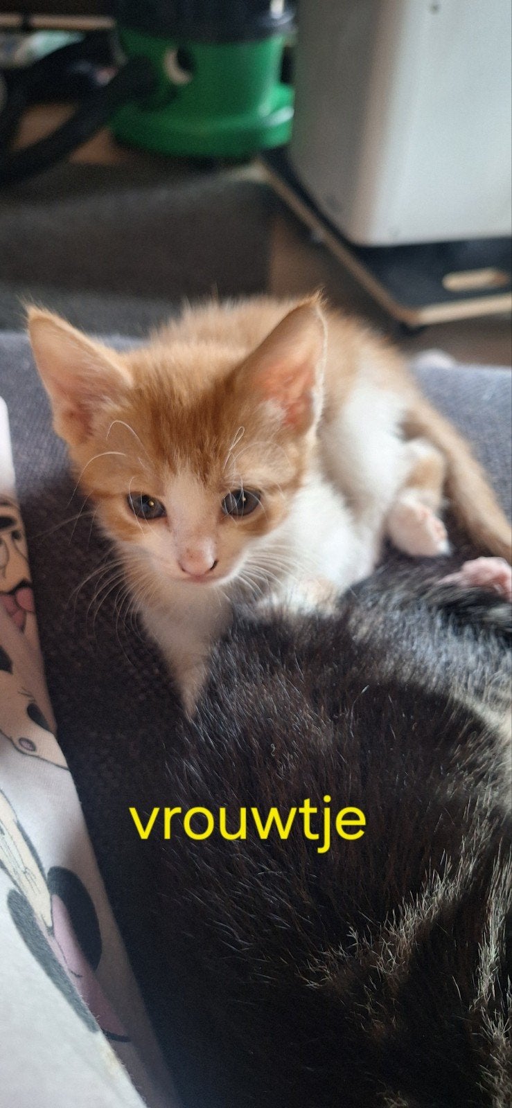 kittens, Meerdere dieren