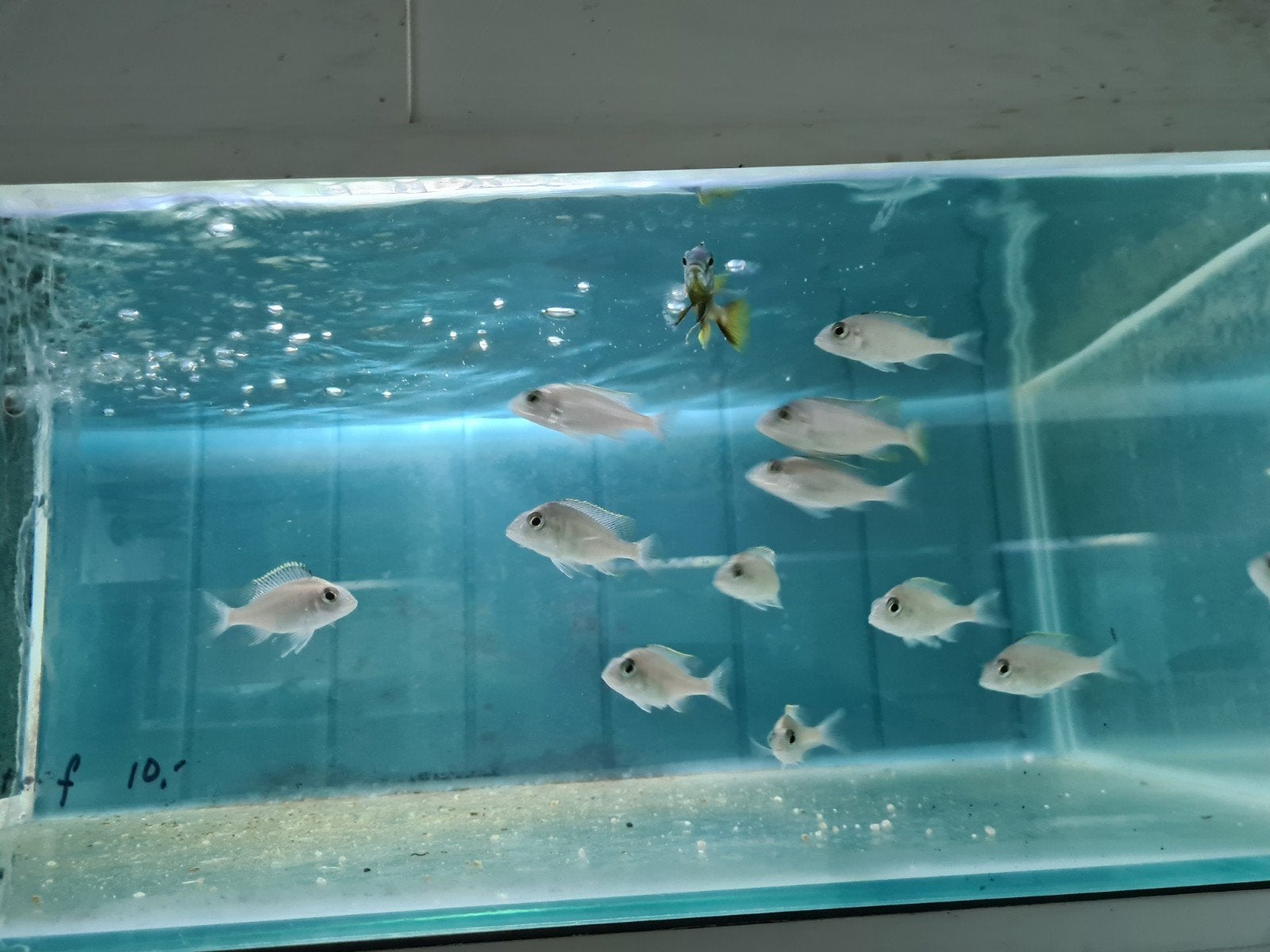 Placidochromis Jalo Reef Malawi Cichliden, Vis, Zoetwatervis