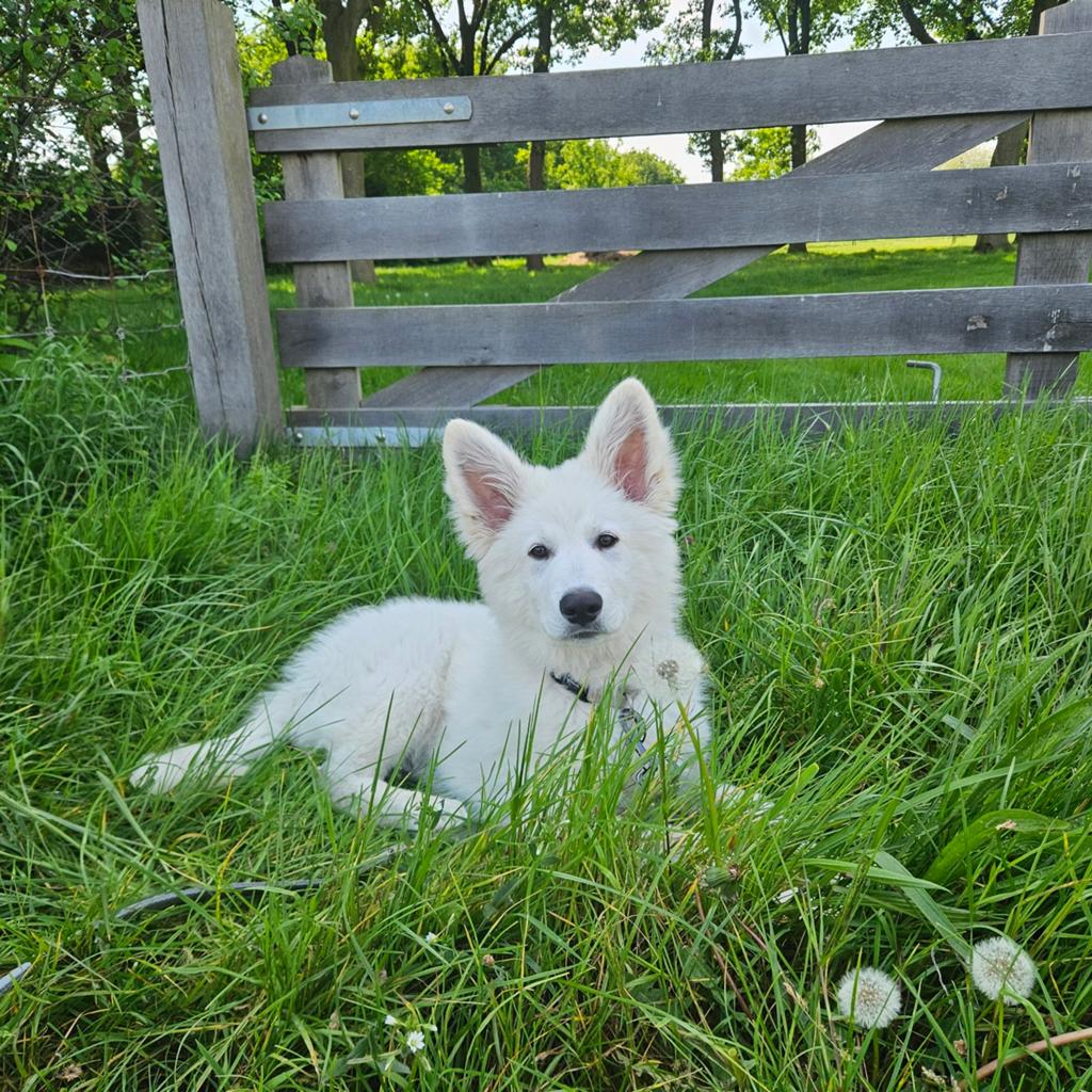Oppas voor onze lieve hond, Dieren en Toebehoren, Ophalen of Verzenden, Zo goed als nieuw