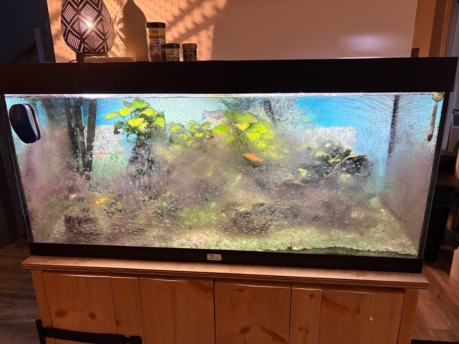 Aquarium Aqualantis compleet met toebehoren, Ophalen, Aquatlantis, Inclusief vissen, Gevuld zoetwateraquarium