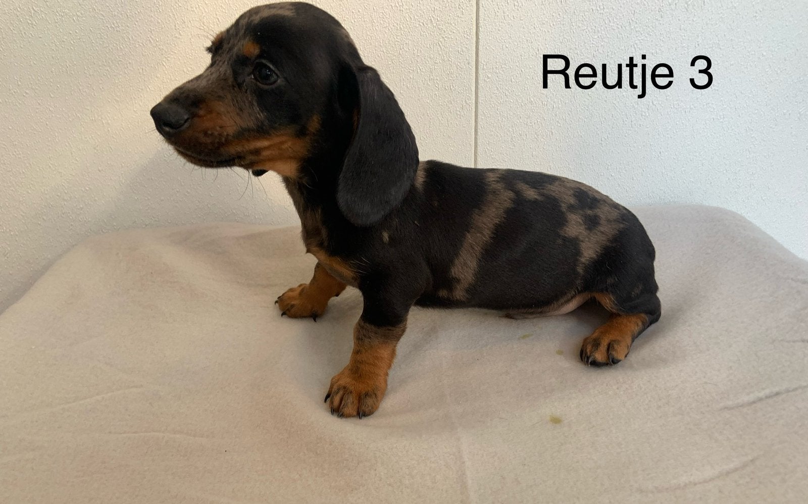 Teckel puppy, CDV (hondenziekte), 8 tot 15 weken, Korthaar, Dwerg