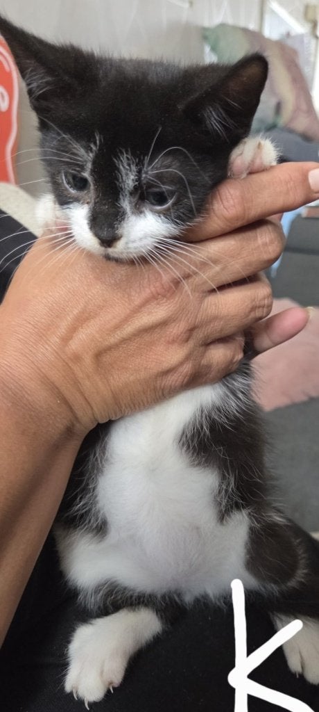 Kittens te koop, Dieren en Toebehoren, Katten en Kittens | Overige Katten, Meerdere dieren, Kortharig, 0 tot 2 jaar