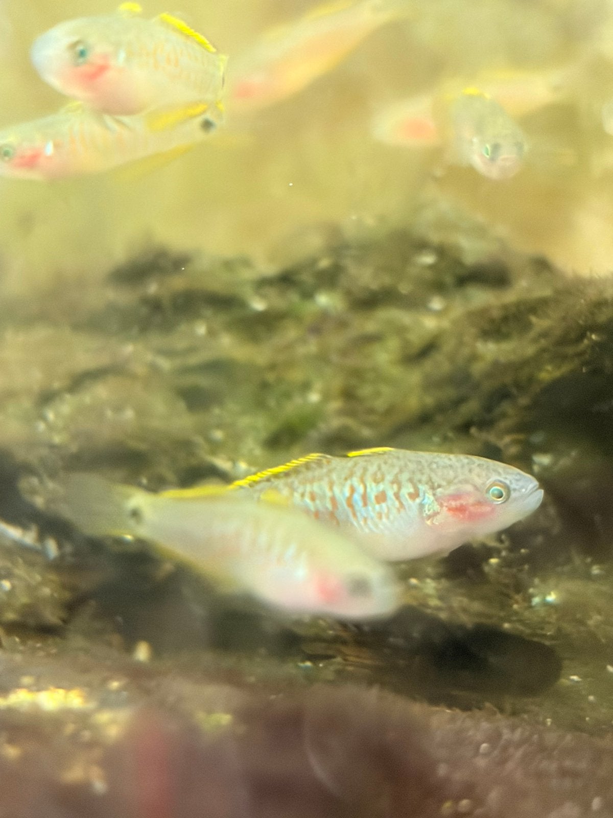 Pauwoog gobius, Vis