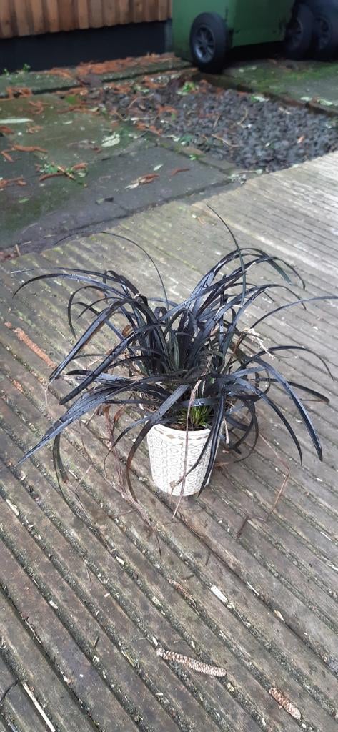 Slangenbaard zwart of groen, Ophalen, Bodembedekkers, Volle zon, Vaste plant