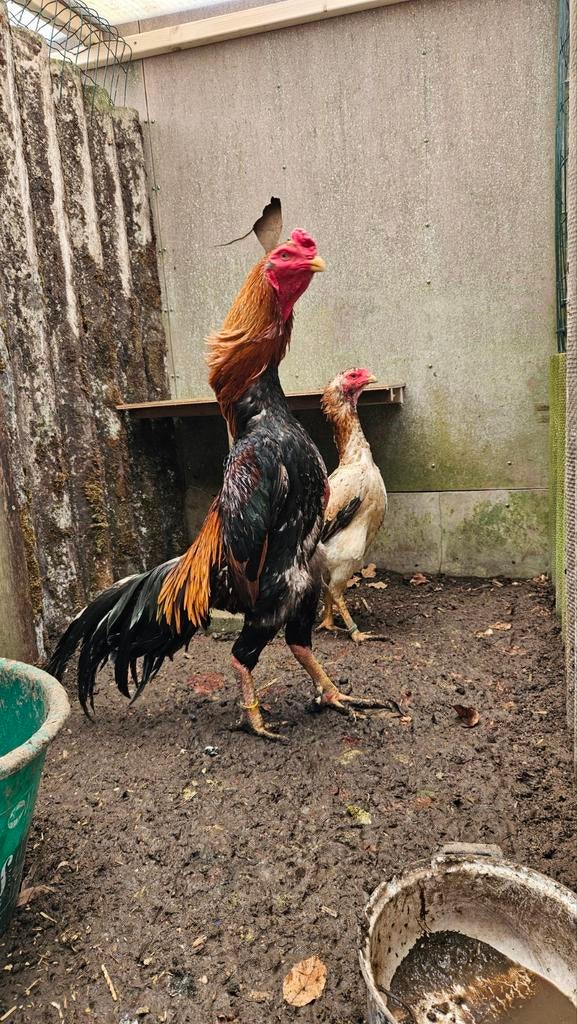 Shamo koppel, Dieren en Toebehoren, Pluimvee, Meerdere dieren, Kip