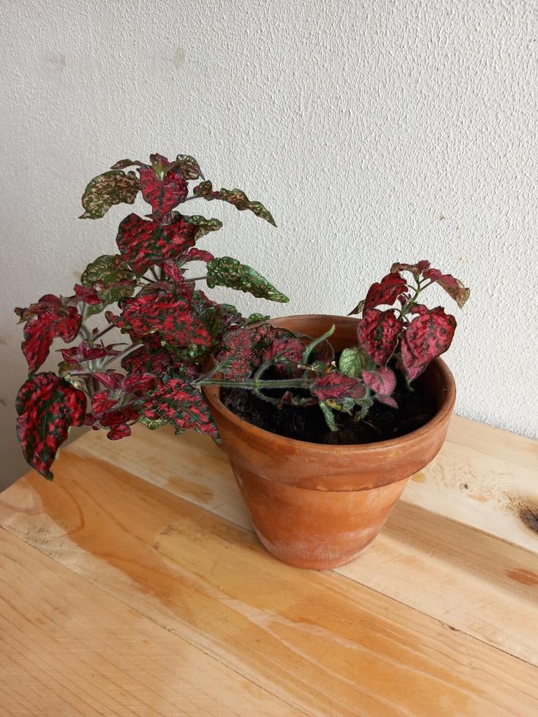 Stippenplant met terracotta potje., Huis en Inrichting, Kamerplanten, Ophalen, Halfschaduw, Minder dan 100 cm