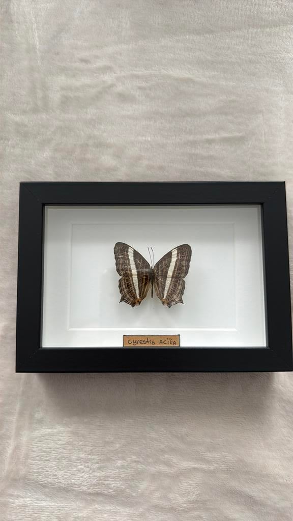 Vlinder in lijst klein wit/bruin, Ophalen of Verzenden, Nieuw, Insect, Opgezet dier